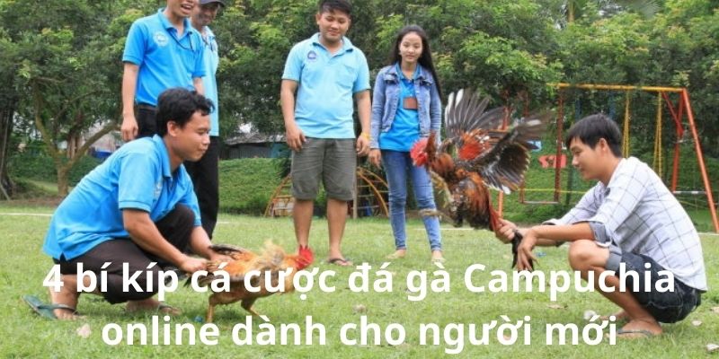 4 bí kíp cá cược đá gà Campuchia online dành cho người mới