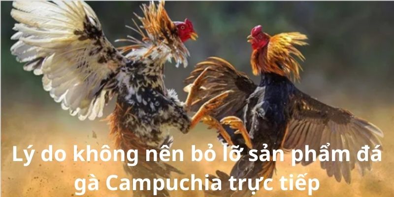 Lý do không nên bỏ lỡ sản phẩm đá gà Campuchia trực tiếp