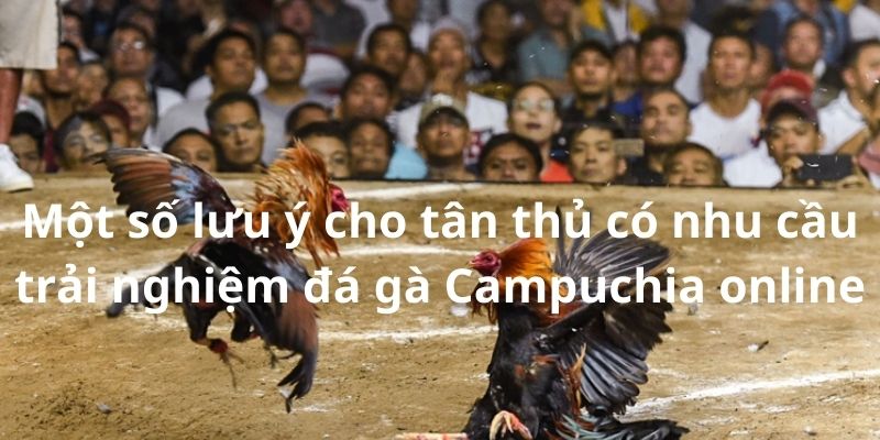 Một số lưu ý cho tân thủ có nhu cầu trải nghiệm đá gà Campuchia online