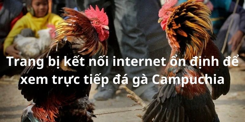 Trang bị kết nối internet ổn định để xem trực tiếp đá gà Campuchia